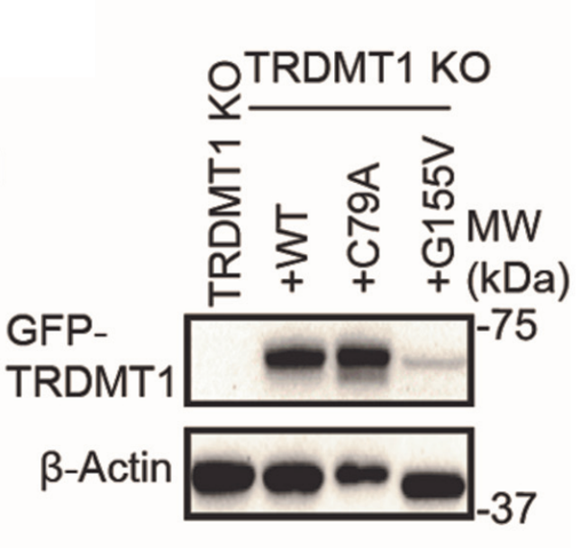 Dnmt2 antibody | knockout validation | Santa Cruz sc-365001 figure 1