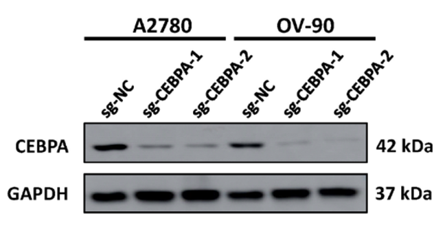CEBP Alpha/CEBPA antibody | knockout validation | Abcam ab40761 figure 1