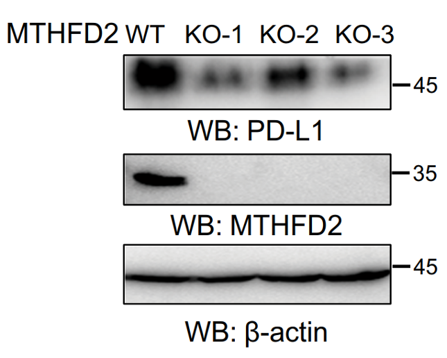 MTHFD2 antibody | knockout validation | Cell Signaling 41377 figure 1