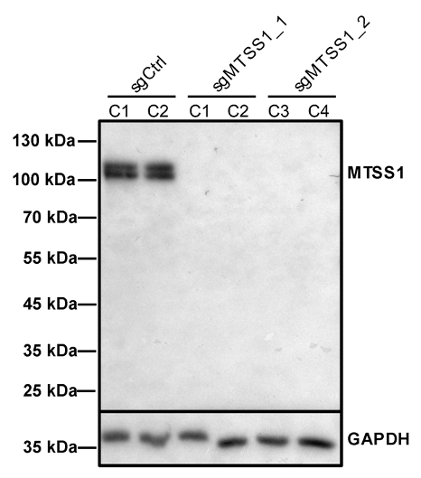 MTSS1 antibody | knockout validation | Cell Signaling 93065 figure 1