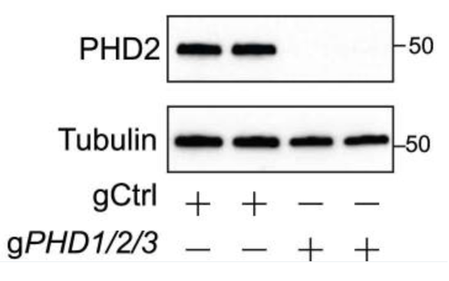 PHD-2/Egln1 antibody | knockout validation | Cell Signaling 4835 figure 1