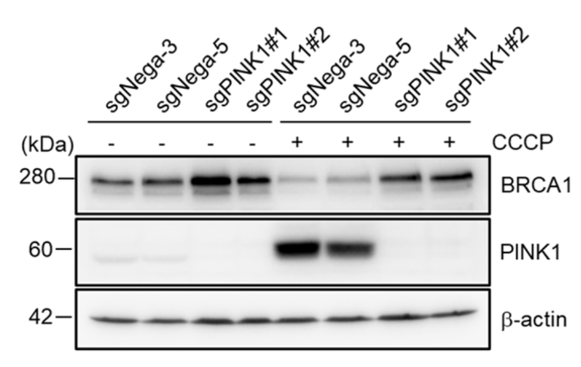 PINK1 antibody | knockout validation | Cell Signaling 6946 figure 1