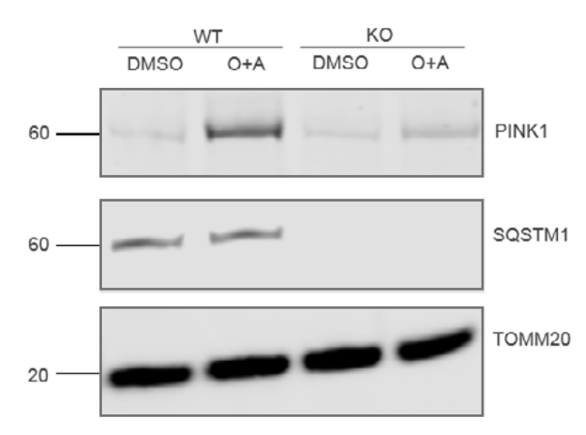 p62 Ick ligand antibody | knockout validation | BD Biosciences 610832 figure 1