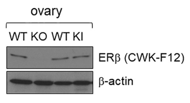 Estrogen receptor beta (ER 2) antibody | knockout validation | DSHB CWK-F12 figure 1