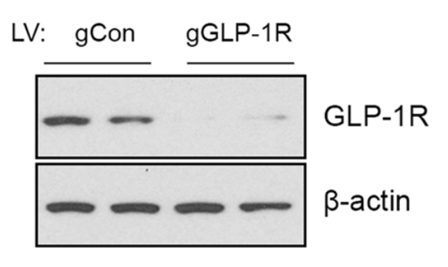 GLP-1R antibody | knockout validation | Santa Cruz sc-390774 figure 1