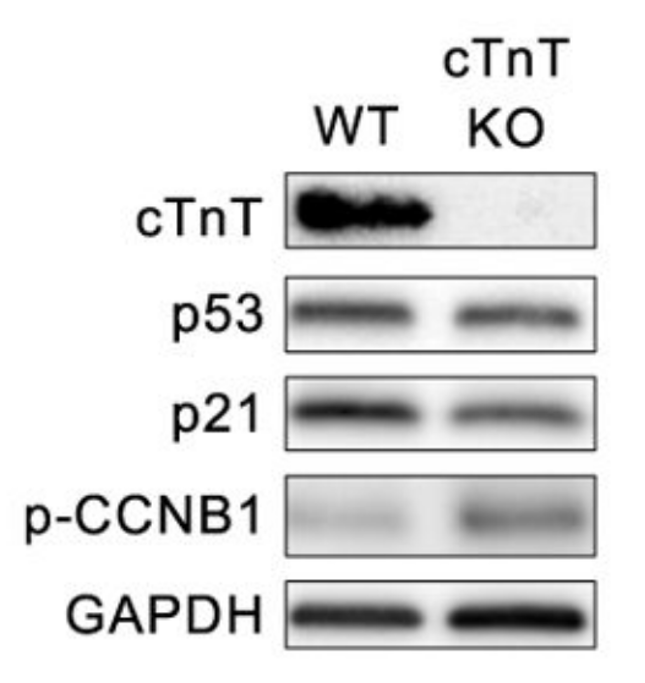 Cardiac Troponin T antibody | knockout validation | ThermoFisher MA5-12960 figure 1