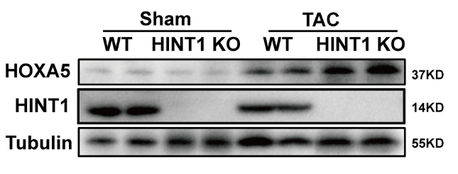 HINT1 antibody | knockout validation | Abcam ab124912 figure 1