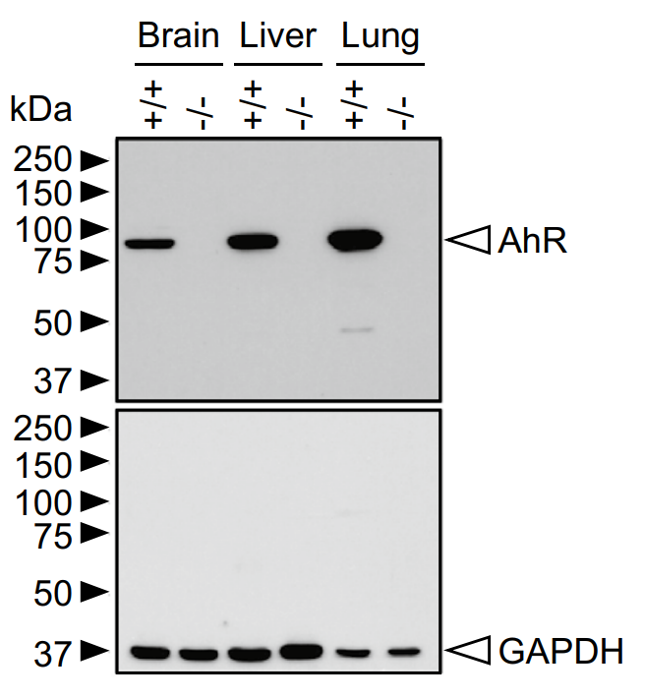 Ah Receptor antibody | knockout validation | Santa Cruz sc-398877 figure 1