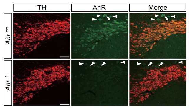 Ah Receptor antibody | knockout validation | Santa Cruz sc-398877 figure 2
