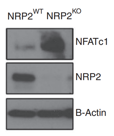 Neuropilin-2 antibody | knockout validation | Cell Signaling 3366 figure 1