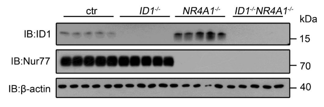 Nur77 antibody | knockout validation | Cell Signaling 3960 figure 1