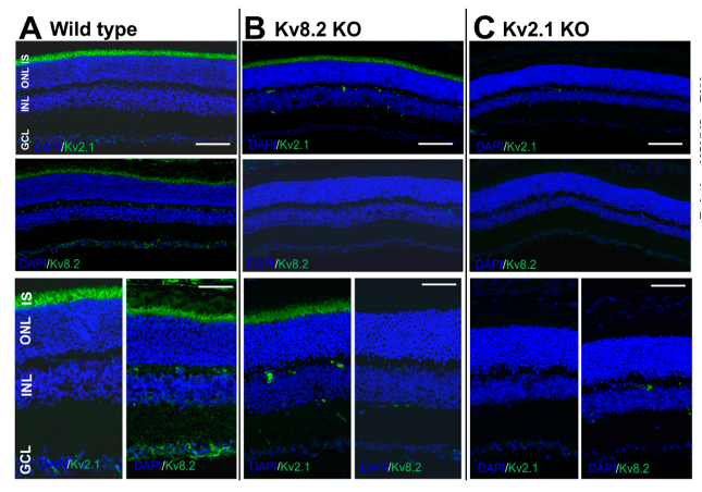 Kv2.1 potassium channel subunit antibody | knockout validation | NeuroMab 75-014 figure 1
