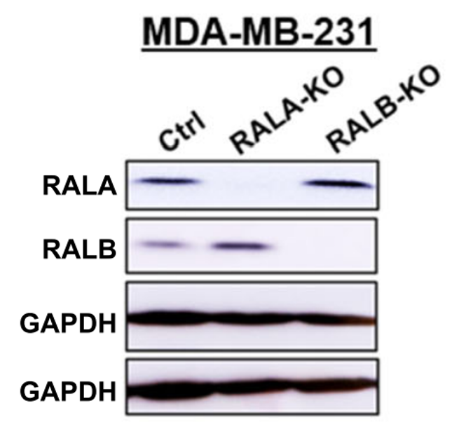 RalB antibody | knockout validation | Cell Signaling 90879 figure 1