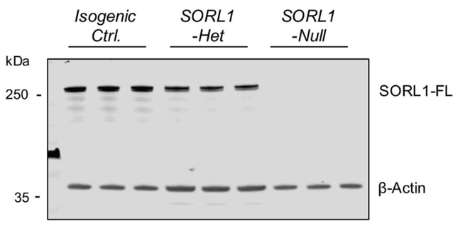 SorLA/SORL1 antibody | knockout validation | Abcam ab190684 figure 1