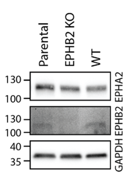 EphB2 antibody | knockout validation | ThermoFisher 37-1700 figure 1
