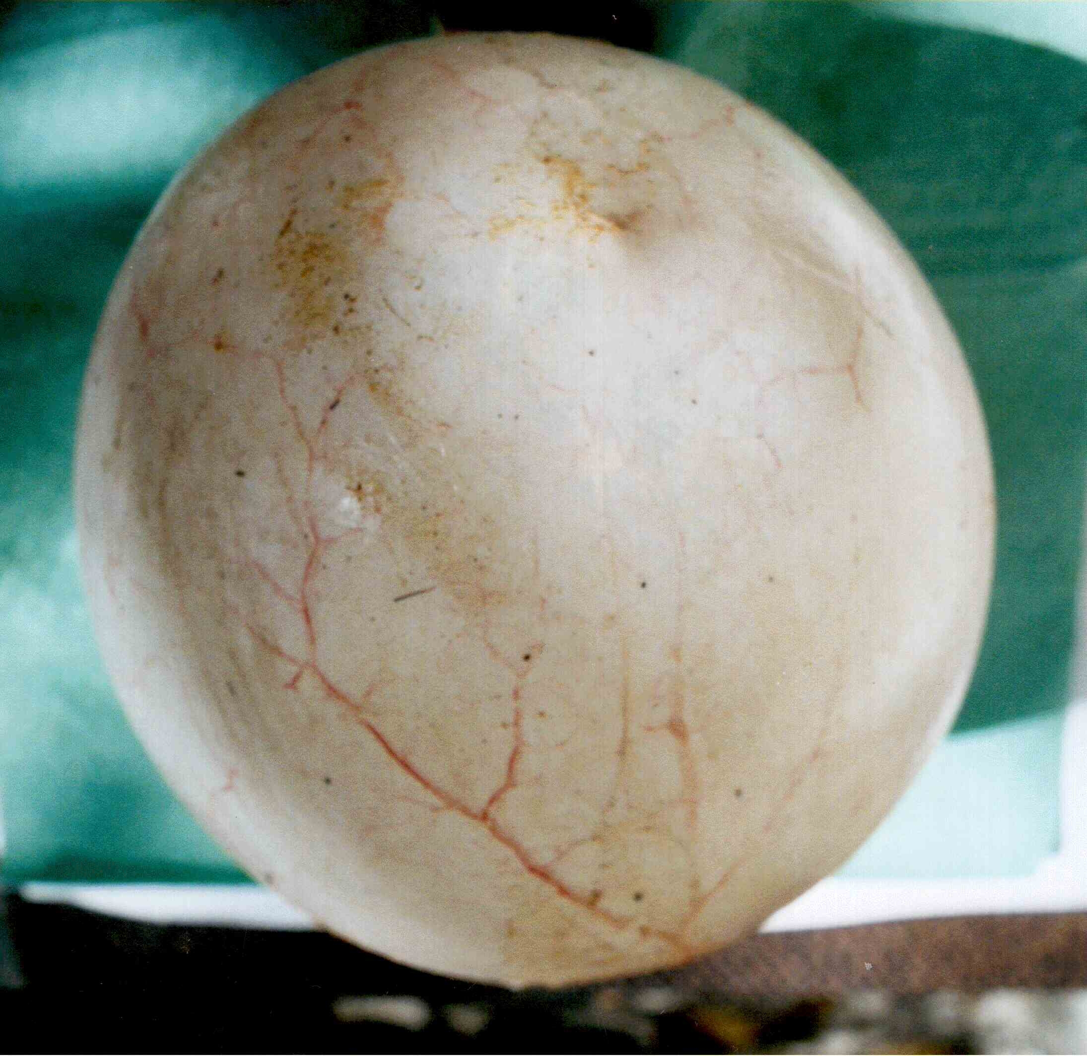 Anatomophysiology of the urinary bladder and the ureters in Galen