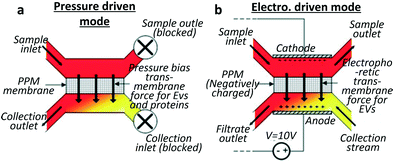 Exosomes: Isolation and Characterization Methods and Specific Markers figure 3