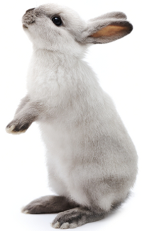 Rabbit Antibody  figure 1