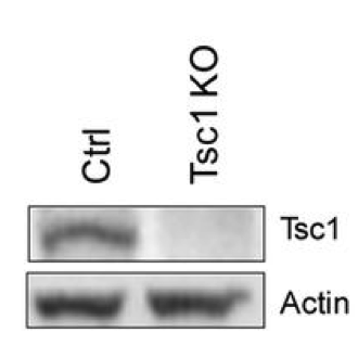 CST rabbit polyclonal Tsc1 antibody 4906S was validated in knockout mice figure 1