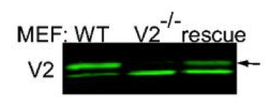 Abcam goat polyclonal VDAC2 antibody ab37985 was examined in VDAC2−/− MEFs figure 1