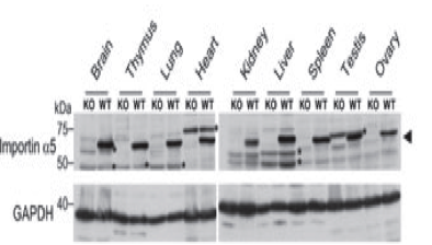 MBL importin a5 monoclonal antibody D170-3 was examined in knockout mice figure 1