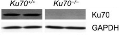 Cell Signaling rabbit monoclonal Ku70 antibody 4588  was validated in knockout MEFs figure 1