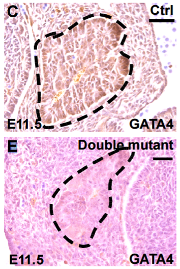 Santa Cruz mouse monoclonal GATA4 antibody sc-25310 was validated in knockout mice figure 1