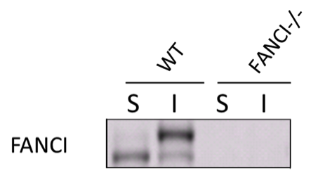 Santa Cruz mouse monoclonal FANCI antibody sc-271316  was validated in FANCI-null HCT116 cells figure 1