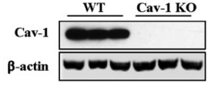 BD mouse monoclonal Cav-1 antibody 610406  was validated in knockout mice figure 1