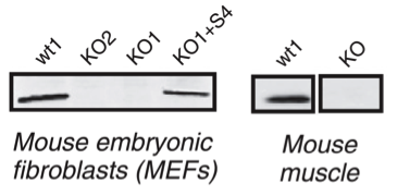 Abcam mouse monoclonal NDUFS4 antibody ab87399 was validated in knockout mice figure 1