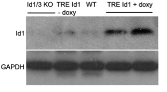 Id1 antibody Biocheck BCH-1/37-2 figure 1