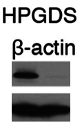 HPGDS antibody |knockout validation | MyBiosource MBS601438 figure 1