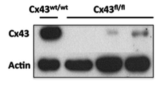 Cx43  antibody | knockout validation | BD Biosciences 610062 figure 1