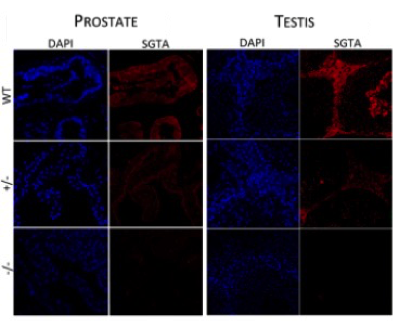 SGTA  antibody | knockout validation | Santa Cruz sc-373978 figure 1