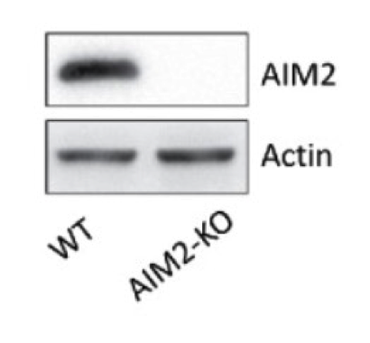 AIM2  antibody | knockout validation | sc-137967 figure 1