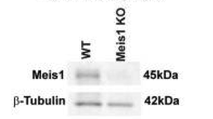 Meis1  antibody | knockout validation | Millipore 05-779 figure 1