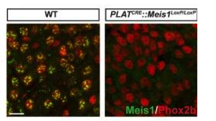 Meis1  antibody | knockout validation | Santa Cruz sc-10599 figure 1