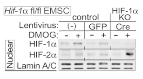 HIF-1alpha  antibody | knockout validation |  Novus Biologicals NB100-105 and NB100-134 figure 1