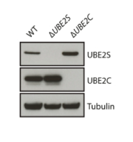 UBE2C  antibody | knockout validation | Boston Biochem A-650 figure 1