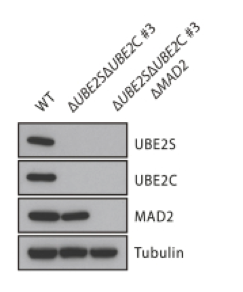 MAD2  antibody | knockout validation | Bethyl A300-301A figure 1