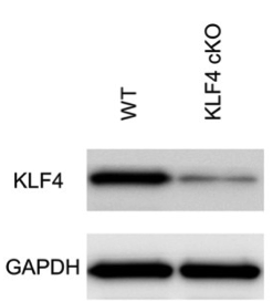 KLF4  antibody | knockout validation | Abcam ab72543 figure 1
