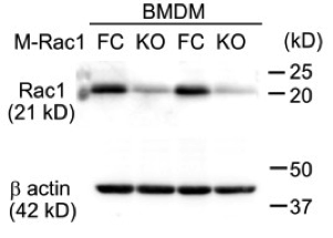 Rac1  antibody | knockout examination | MilliporeSigma 05-389 figure 1