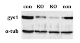 gys1  antibody | knockout examination | Abcam ab40810  figure 1