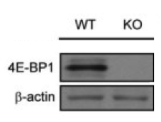 4E-BP1 antibody | knockout validation | Cell Signaling Technology 9644 figure 1