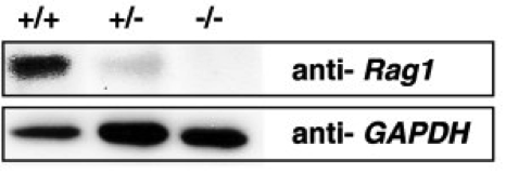 RAG-1  antibody | knockout validation | SCBT sc-5599 figure 1