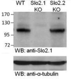 mSlo2.1  antibody | knockout validation | Neuromab 75-055 figure 1