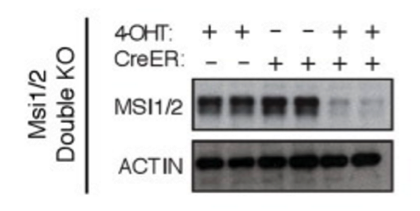 MSI1/2  antibody | knockout validation | Cell Signaling Technology 2154 figure 1