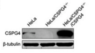 CSPG4  antibody | knockout validation | Epitomics 6871-1 | Abcam ab25146 figure 1