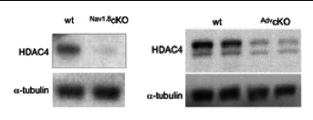 HDAC4  antibody | knockout validation | Santa Cruz Biotechnology sc-11418 figure 1