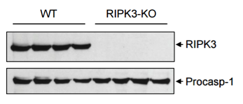 RIPK3  antibody | knockout validation | MilliporeSigma  R4277 figure 1